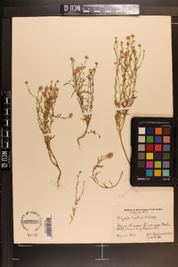 Polygala curtissii image