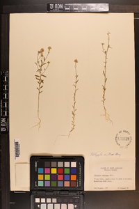 Polygala curtissii image