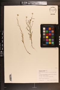 Polygala curtissii image