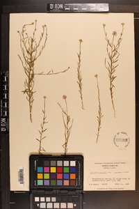 Polygala curtissii image