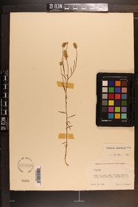 Polygala curtissii image