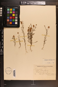 Polygala curtissii image