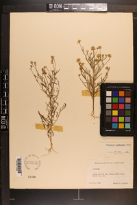 Polygala curtissii image