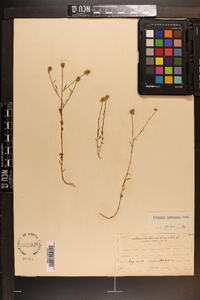 Polygala curtissii image