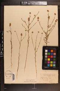 Polygala curtissii image