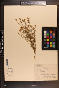 Polygala curtissii image