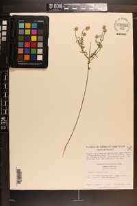 Polygala curtissii image