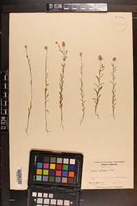 Polygala curtissii image