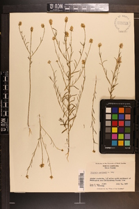 Polygala curtissii image