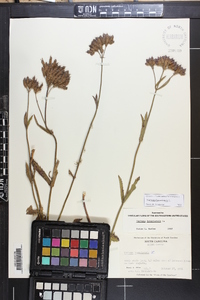 Verbena bonariensis image