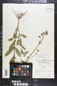 Verbena bonariensis image