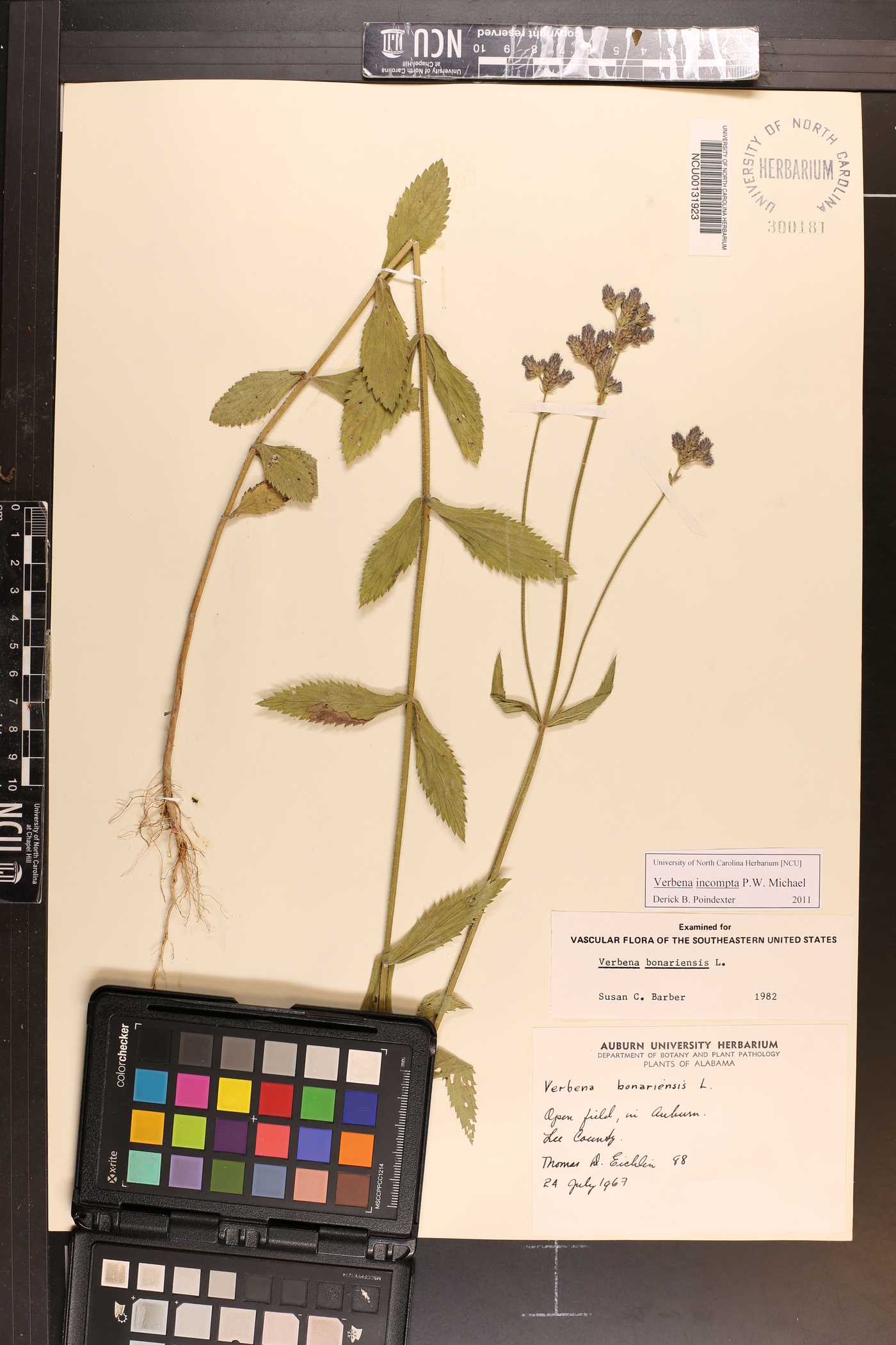 Verbena incompta image