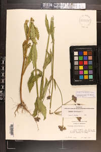 Verbena incompta image