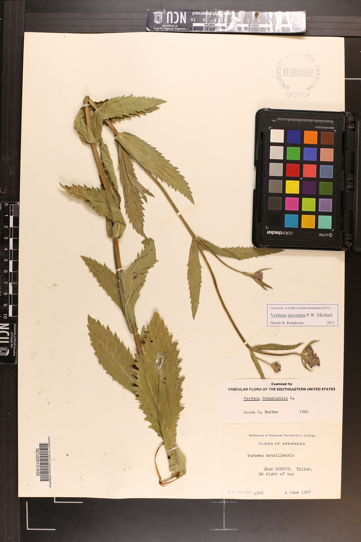 Verbena incompta image