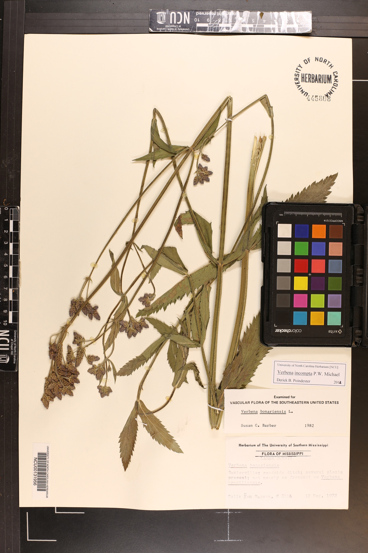 Verbena incompta image