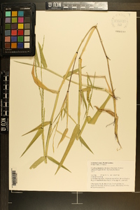 Urochloa platyphylla image