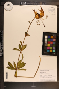 Lilium michauxii image