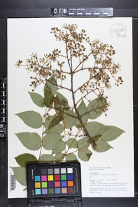 Aralia spinosa image