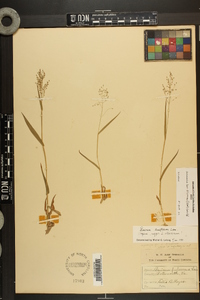 Dichanthelium laxiflorum image