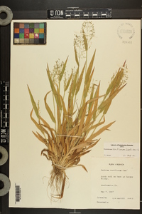 Dichanthelium laxiflorum image