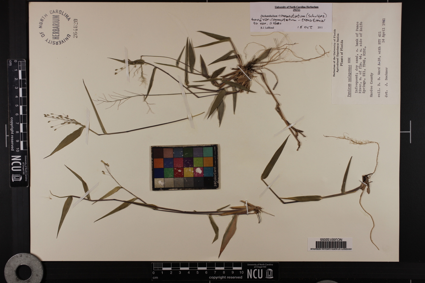 Dichanthelium commutatum var. commutatum image