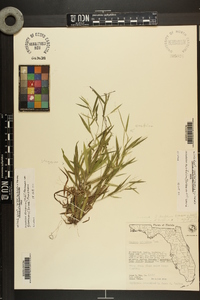 Dichanthelium strigosum image