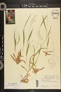 Dichanthelium laxiflorum image