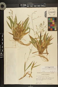 Dichanthelium laxiflorum image