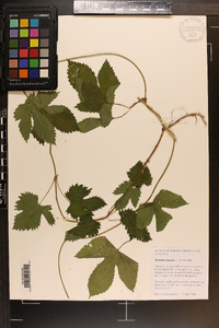 Humulus lupulus image