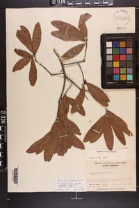 Quercus laurifolia image