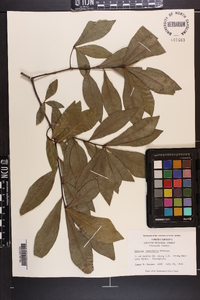 Quercus laurifolia image