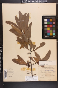 Quercus laurifolia image