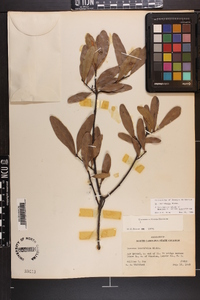 Quercus laurifolia image