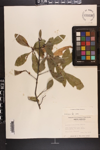 Quercus laurifolia image