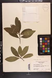 Quercus laurifolia image