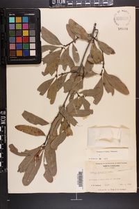 Quercus laurifolia image