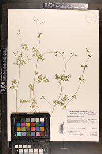 Chaerophyllum procumbens image