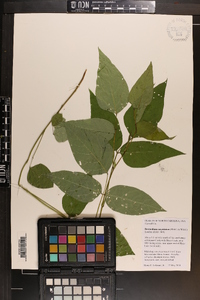 Desmodium cuspidatum image