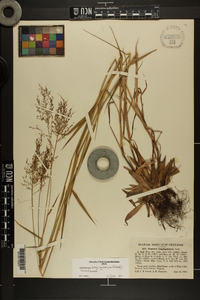 Dichanthelium acuminatum subsp. longiligulatum image