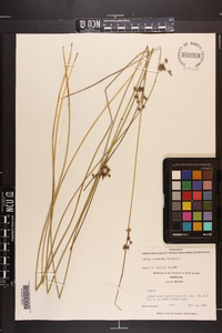 Juncus coriaceus image