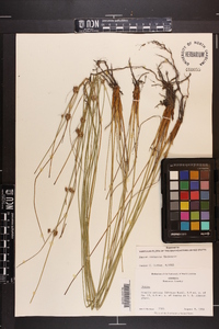 Juncus coriaceus image