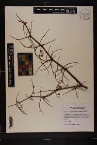 Reynoutria japonica image