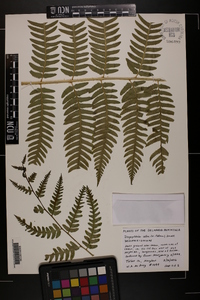 Dryopteris celsa image