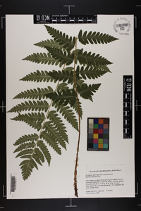 Dryopteris clintoniana image