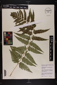 Dryopteris celsa image