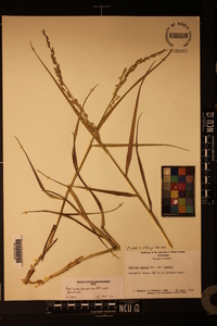 Panicum amarum var. amarum image