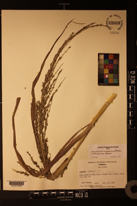 Panicum amarum var. amarulum image