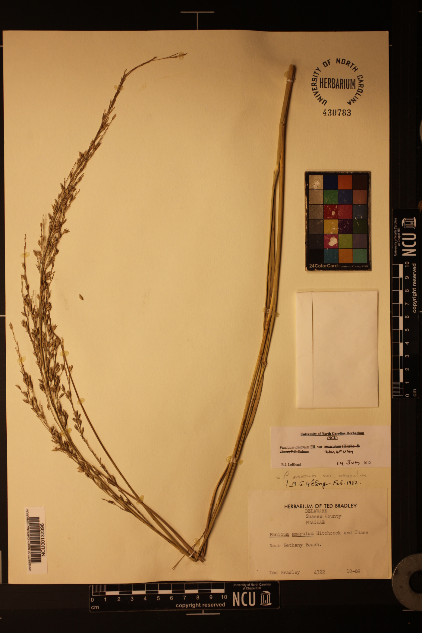 Panicum amarum var. amarum image