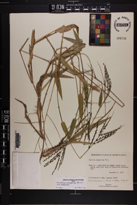 Urochloa adspersa image