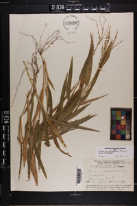 Urochloa adspersa image